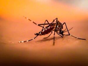 Crónica / Los trucos más efectivos para matar mosquitos