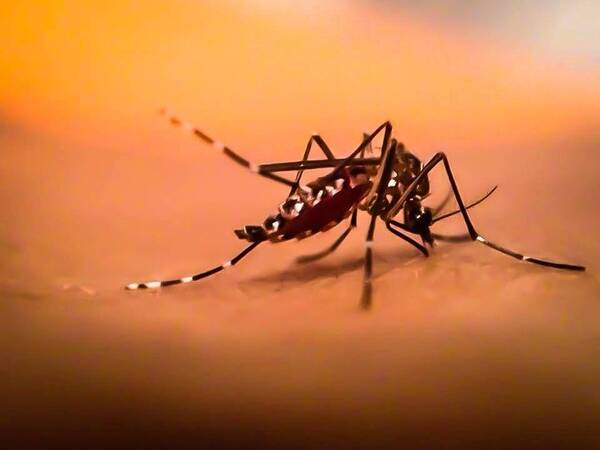 Crónica / Los trucos más efectivos para matar mosquitos
