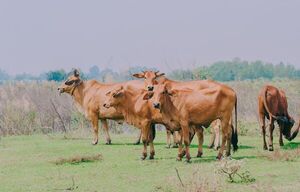 Bajo precio del ganado causa gran preocupación en el sector