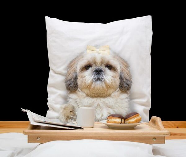 Vacaciones de invierno: ¿Dónde dejar a tu mascota si vas de viaje? - Mascotas - ABC Color