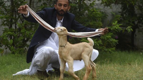 Un cabrito de Pakistán con orejas extremadamente largas causa furor en internet
