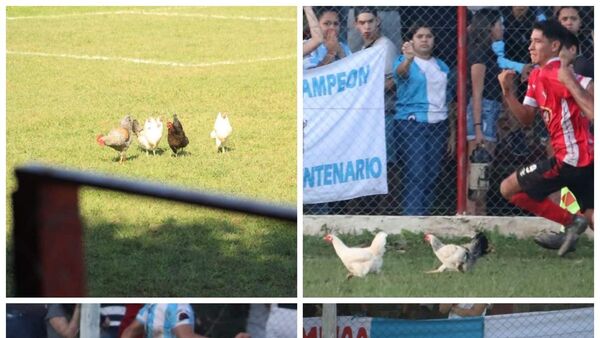 Gallinas hicieron de las suyas en un partido de la Liga de Guarambaré