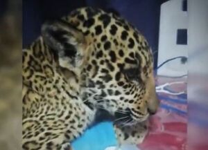 Estas son las cuatro opciones de nombres para el cachorro de yaguareté - Nacionales - ABC Color