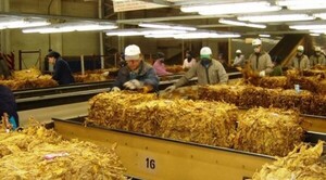 Diario HOY | Persecución del Gobierno al sector tabacalero: “Nos quieren matar…”