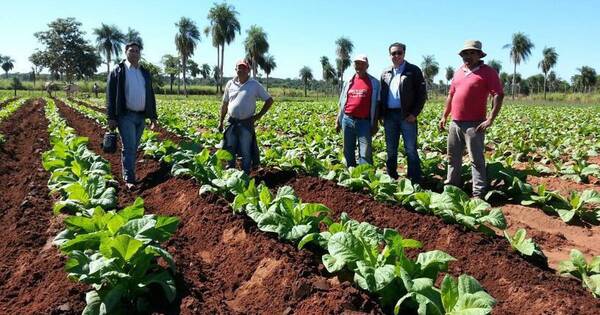 La Nación / Persecución política también llega hasta los pequeños productores de tabaco