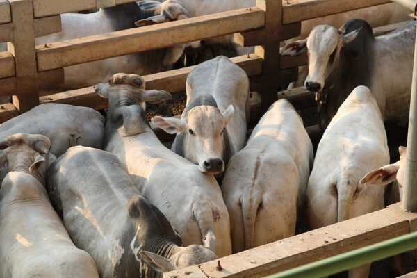 Precio del Novillo Mercosur volvió a bajar hasta US$ 4,02 a la carne