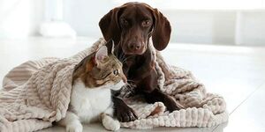 ¿Cómo cuidar a nuestras mascotas en invierno? - Mascotas - ABC Color