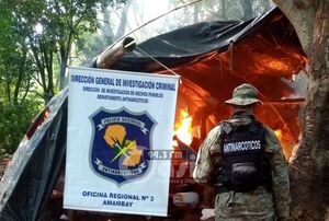 Antinarcóticos de la Policía destruyen 7 hectáreas de cultivos de marihuana en Lorito Picada