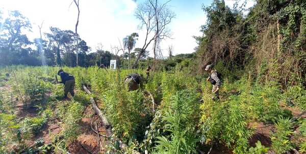 DESTRUYEN CULTIVOS DE MARIHUANA EN LIMA - La Voz del Norte