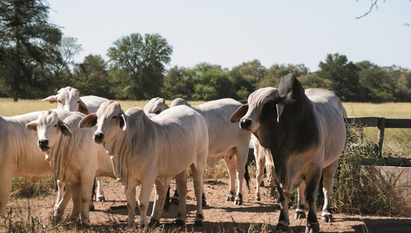 Paraguay se alista para recibir al Congreso Mundial de Brahman | Agronegocios | 5Días
