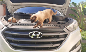 Gato siamés viaja bajo el capó de un auto y conquista corazones - OviedoPress