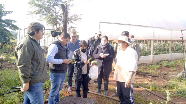 Con cal agrícola estarán combatiendo a babosas y caracoles que atacan cultivos - La Clave