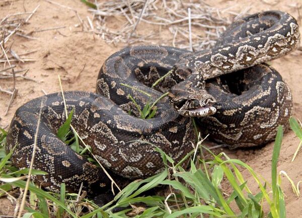 Ranas, boas y arañas por correo, el negocio de exportación de animales en Nicaragua - Mascotas - ABC Color