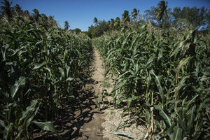 Syngenta Semillas se expande en México al comprar la empresa Semillas Ceres - MarketData