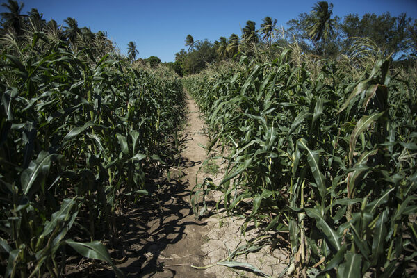 Syngenta Semillas se expande en México al comprar la empresa Semillas Ceres - MarketData