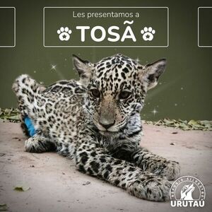Tosã  es el nombre de la cachorra yaguareté rescatada en el Chaco - Nacionales - ABC Color