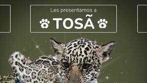 "Tosã", el nombre elegido para la cachorra de yaguareté