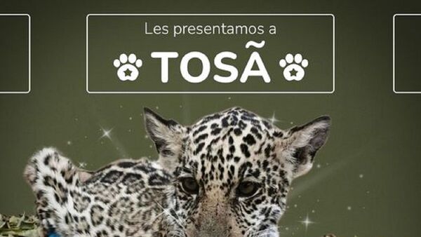 "Tosã", el nombre elegido para la cachorra de yaguareté