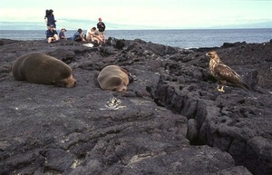 Galápagos recibe en la primera mitad de 2022 casi tantos turistas como en todo 2021 - MarketData