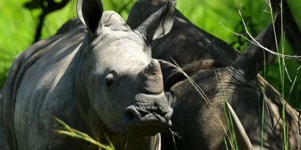Tras 40 años extintos en Mozambique, los rinocerontes vuelven a los parques nacionales