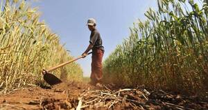 La Nación / Índice de precios de alimentos baja, pero sigue alto, dice la FAO