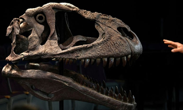Descubren nueva especie de dinosaurio de enorme cabeza y pequeños brazos - OviedoPress