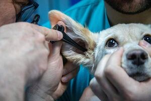 Dolor de oído en perros: causas, síntomas y tratamiento - Mascotas - ABC Color