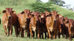 Feria Especial de la FUNDARP apunta a vender 3.000 bovinos de alta genética