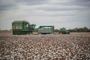 Con el Chaco como suelo, MAG busca 'repotenciar' la producción de algodón