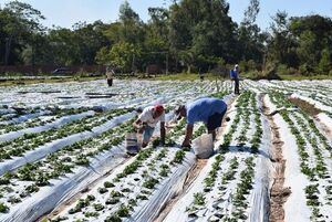 Frutihorticultores de Central venderán directamente su producción a supermercadistas y comercios adheridos al gremio - Nacionales - ABC Color