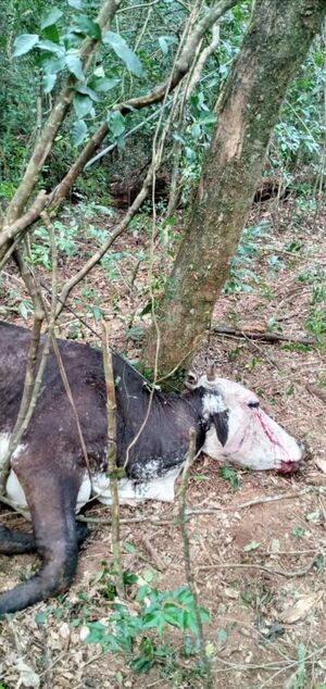 Nueva modalidad de cuatreros en San Pedro del Paraná, colocan trampas para matar animales