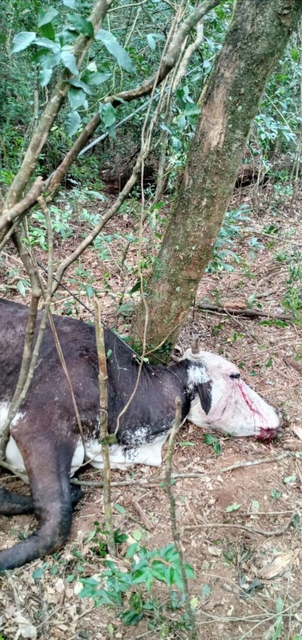 Nueva modalidad de cuatreros en San Pedro del Paraná, colocan trampas para matar animales