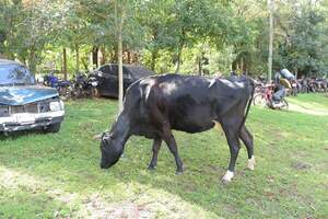 Detienen a una vaca en Juan León Mallorquín - La Clave
