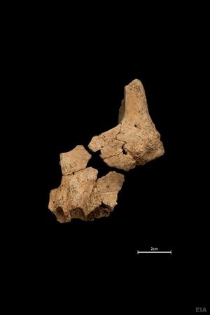 Descubren en España el fósil humano posiblemente más antiguo de Europa - Ciencia - ABC Color