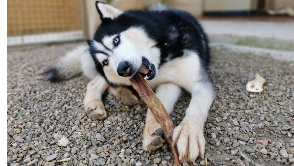 Pets, la apuesta de US$ 1,8 millones de Concepción al rubro de masticables para animales | Locales | 5Días