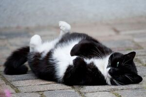La diabetes del gato: opción casera para medir el nivel de glucosa - Mascotas - ABC Color
