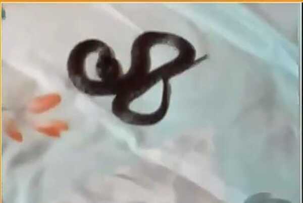 Una víbora apareció en la cama y despertó a una familia