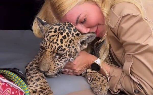Crónica / [VIDEO] Exmodelo estuvo mimando a la jaguarete “Tosã”