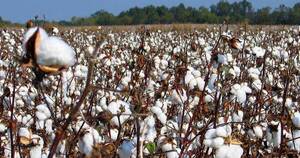 La Nación / Implementan nuevas tecnologías en producción de algodón para aumentar competitividad