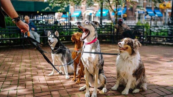 Síndrome de Noé: acumulación excesiva de animales en el hogar