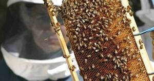 La Nación / Apicultores impulsan inversión para lograr exportar miel prémium