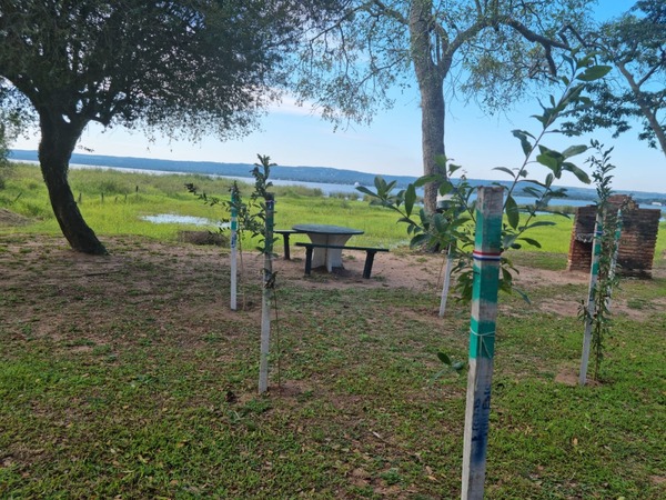 Plantación de especies nativas en Ypacaraí | Ñanduti