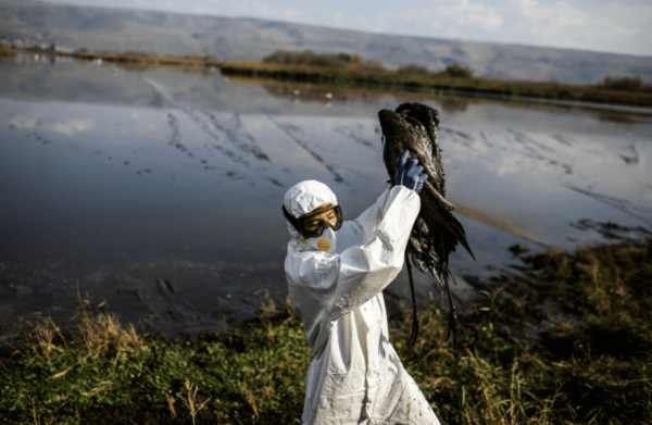 Israel: Prohíben caza de animales silvestres ante brote de Gripe Aviar | Ñanduti