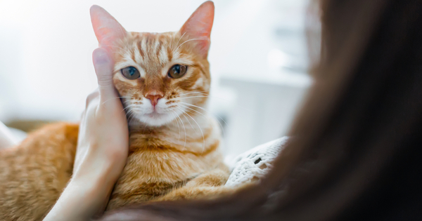 Diario HOY | La verdad detrás de la toxoplasmosis, la enfermedad por la que muchos “satanizan” a los gatos
