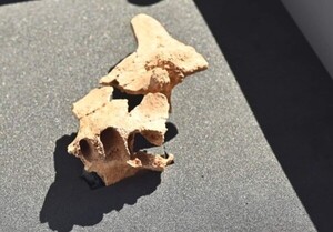 España: Arqueólogos hallaron lo que consideran el rostro humano más antiguo de Europa - Megacadena — Últimas Noticias de Paraguay