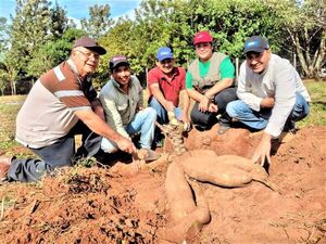 Impulsan producción de mandioca como rubro rentable en finca productiva de Escobar  - Nacionales - ABC Color