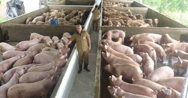 La Nación / Exportaciones porcinas se derrumban a fin de junio