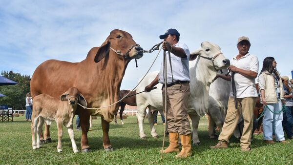 Paraguay negocia la apertura de más mercados cárnicos