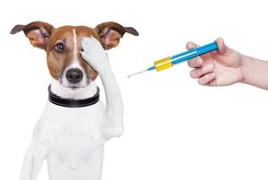 ¿Por qué es importante vacunar a mi perro o gato? - Mascotas - ABC Color