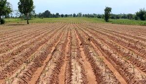 Alianza público-privada impulsa la mecanización de cultivos de mandioca en Caaguazú